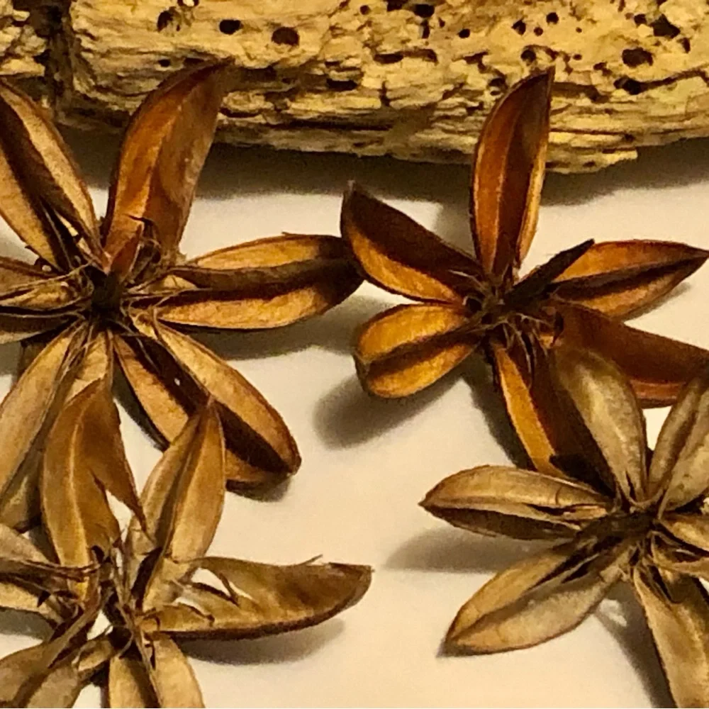 Decorative Dried Starflower Accents - Natural Brown